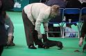 Crufts2011_2 1284